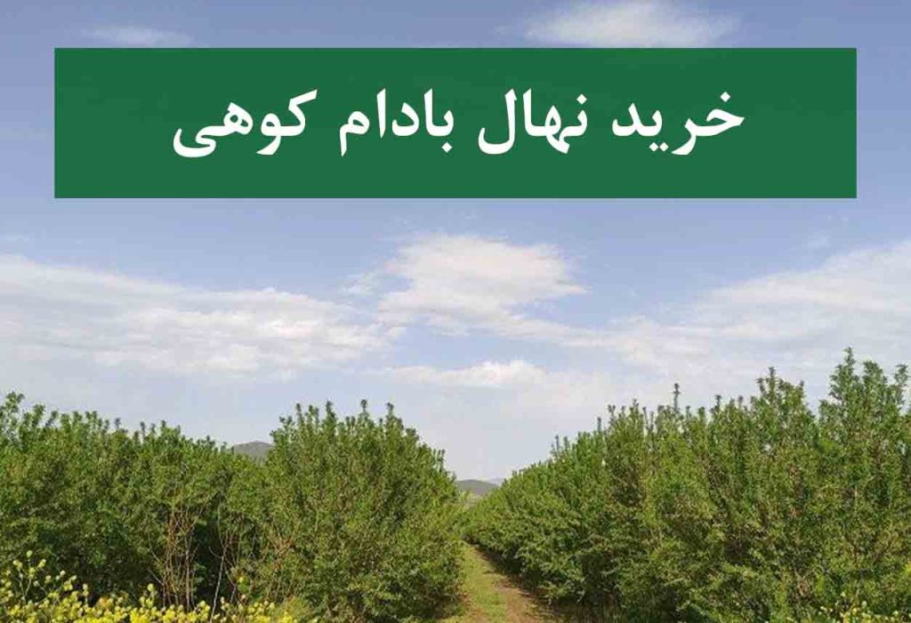خرید نهال بادام کوهی + نهال سالم و پربار