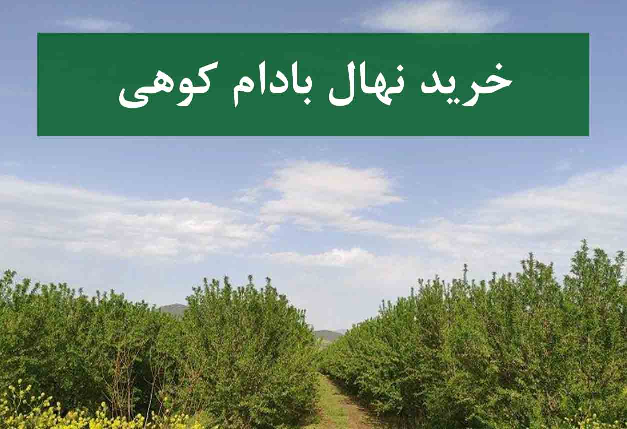 خرید نهال بادام کوهی + نهال سالم و پربار