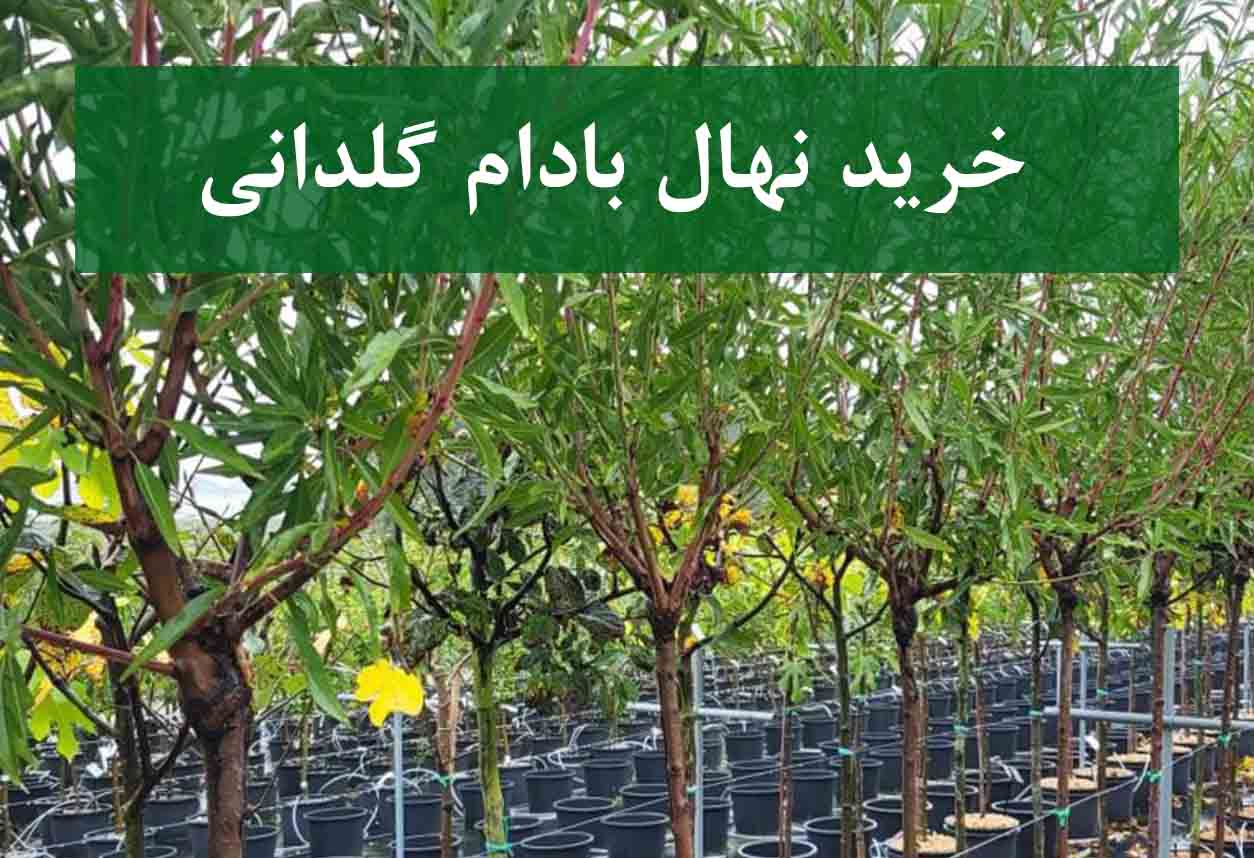 خرید نهال بادام گلدانی + نهال سالم و پربار