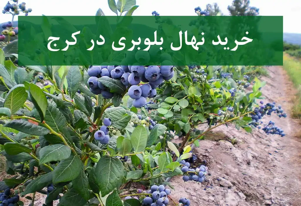 خرید نهال بلوبری در کرج + نهال شناسنامه‌دار و اصلاح شده