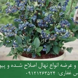 خرید نهال بلوبری زودبازده گلدانی + نهال سالم و پربار