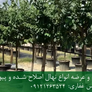 خرید نهال به اصلاح شده گلدانی + نهال سالم و پربار
