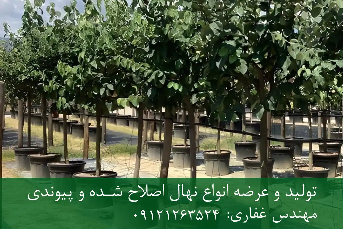 خرید نهال به اصلاح شده گلدانی + نهال سالم و پربار خرید نهال به اصلاح شده گلدانی + نهال سالم و پربار