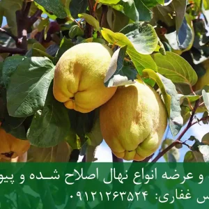 خرید نهال به گلدانی + نهال سالم و پربار