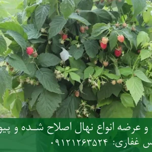 خرید نهال تمشک دیرگل گلدانی + نهال سالم و پربار