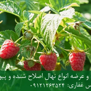 خرید نهال تمشک شناسنامه دار + نهال سالم و پربار