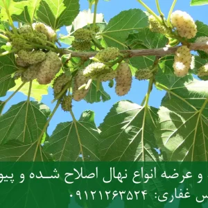 خرید نهال توت دیرگل + نهال سالم و پربار