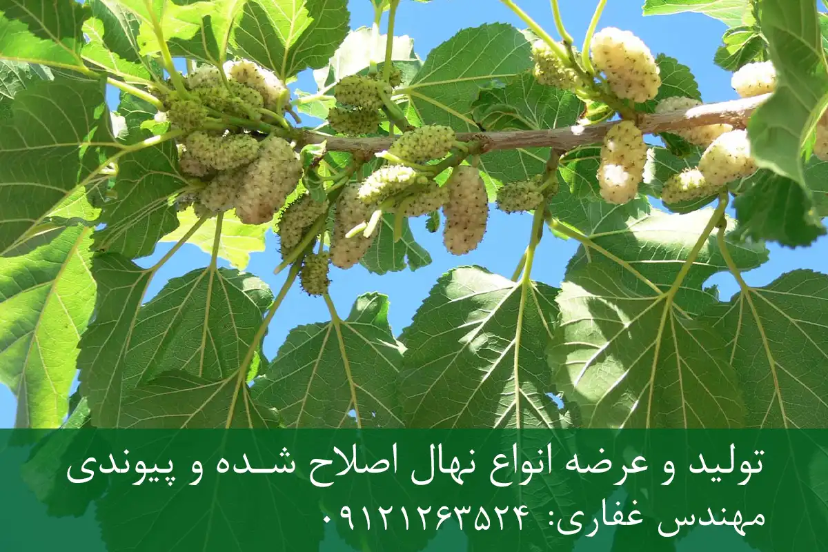 خرید نهال توت دیرگل + نهال سالم و پربار خرید نهال توت دیرگل + نهال سالم و پربار