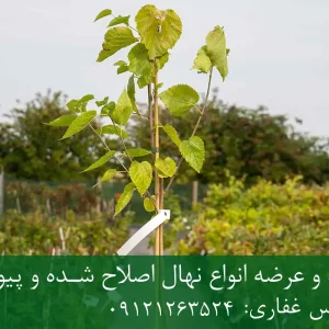 خرید نهال توت شناسنامه دار گلدانی + نهال سالم و پربار