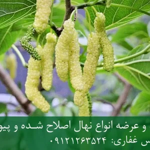 خرید نهال توت موزی پاکوتاه + نهال سالم و پربار
