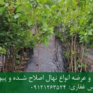 خرید نهال توت موزی پیوندی گلدانی + نهال سالم و پربار