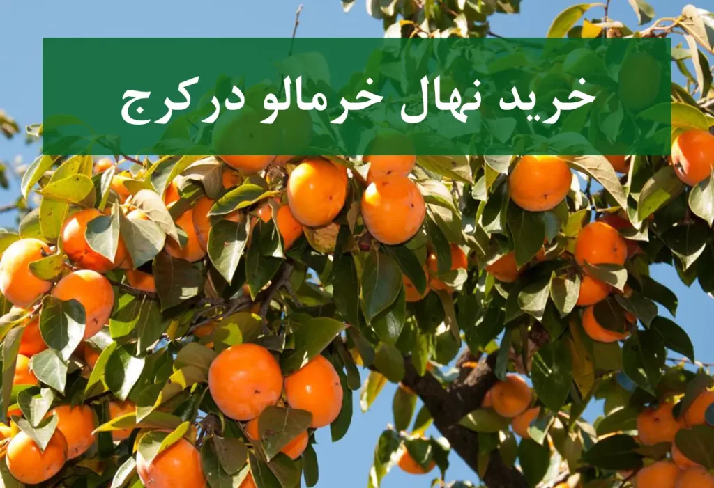 خرید نهال خرمالو در کرج + نهال شناسنامه‌دار و اصلاح شده