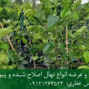 خرید نهال خرمالو دیرگل گلدانی + نهال سالم و پربار