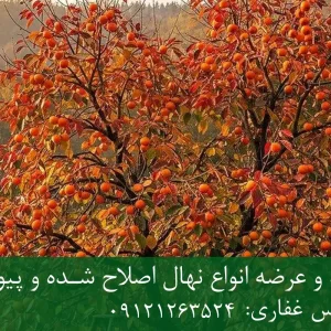 خرید نهال خرمالو گلدانی + نهال سالم و پربار