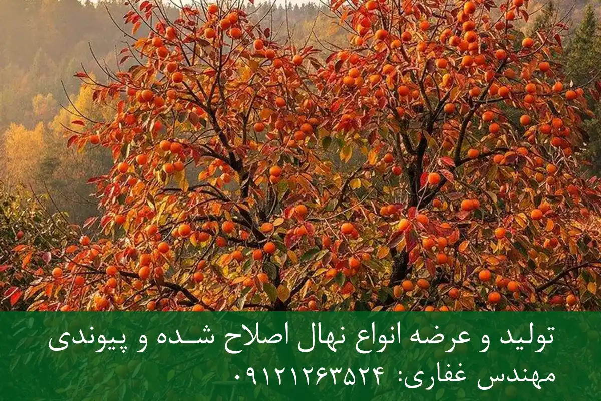 خرید نهال خرمالو گلدانی + نهال سالم و پربار خرید نهال خرمالو گلدانی + نهال سالم و پربار