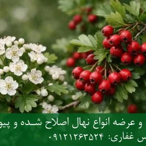 خرید نهال زالزالک دیرگل + نهال سالم و پربار