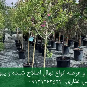 خرید نهال زالزالک شناسنامه دار گلدانی + نهال سالم و پربار