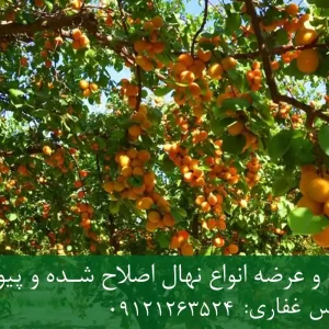 خرید نهال زردآلو شناسنامه‌دار + نهال سالم و پربار
