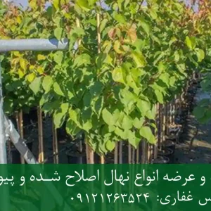 خرید نهال زردآلو پاکوتاه گلدانی + نهال سالم و پربار