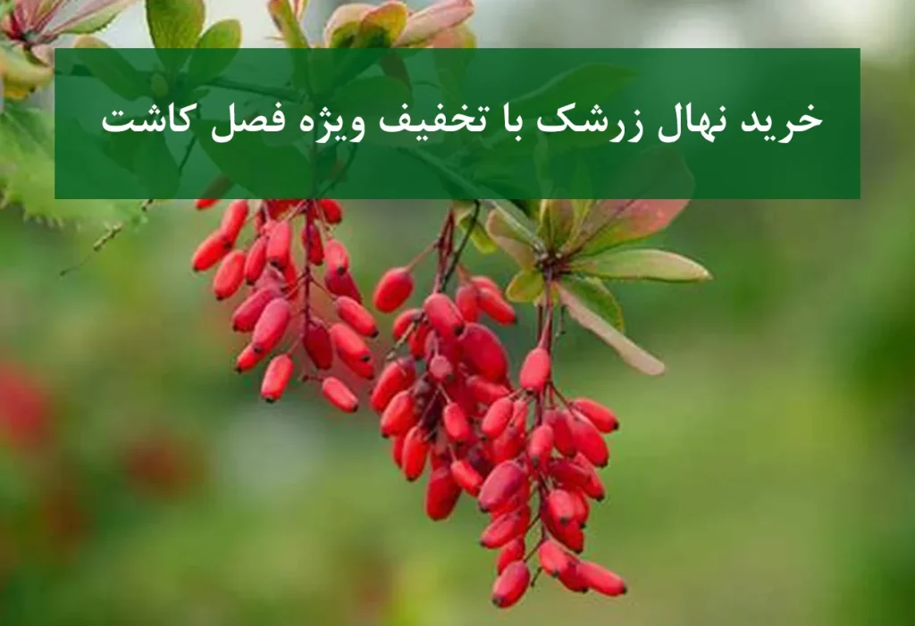 خرید نهال زرشک با تخفیف ویژه فصل کاشت + نهال پربار