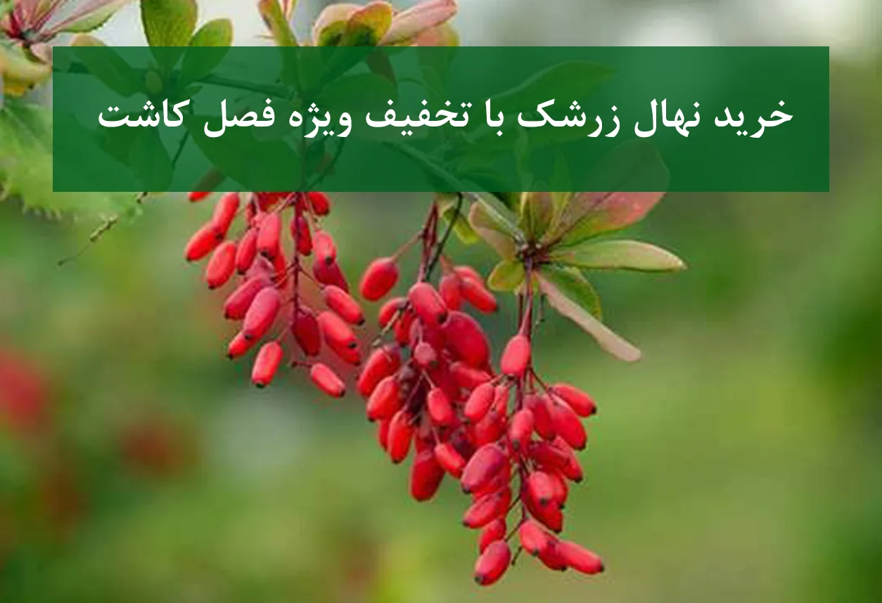 خرید نهال زرشک با تخفیف ویژه فصل کاشت + نهال پربار