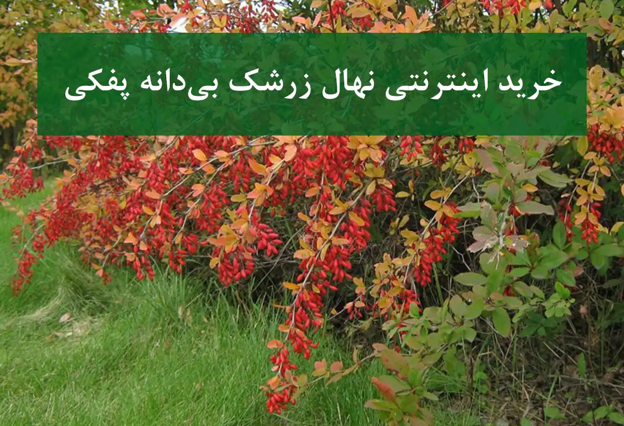 خرید نهال زرشک در کرج + نهال زرشک بی‌دانه پفکی و پربار