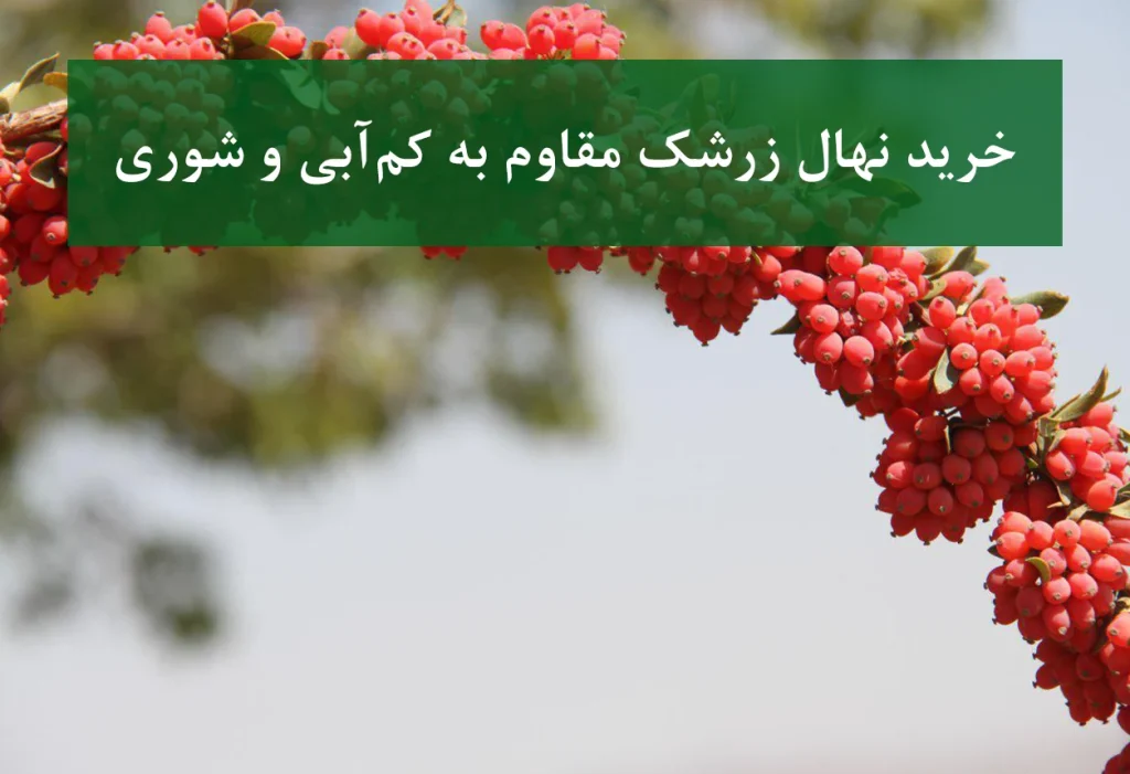 خرید نهال زرشک در کرج + نهال زرشک مقاوم به کم‌آبی و شوری