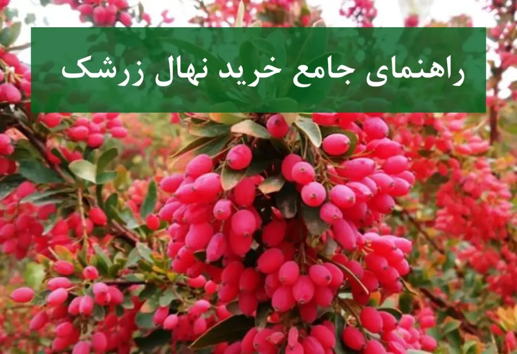 خرید نهال زرشک در کرج + نهال زرشک پیوندی و پربار