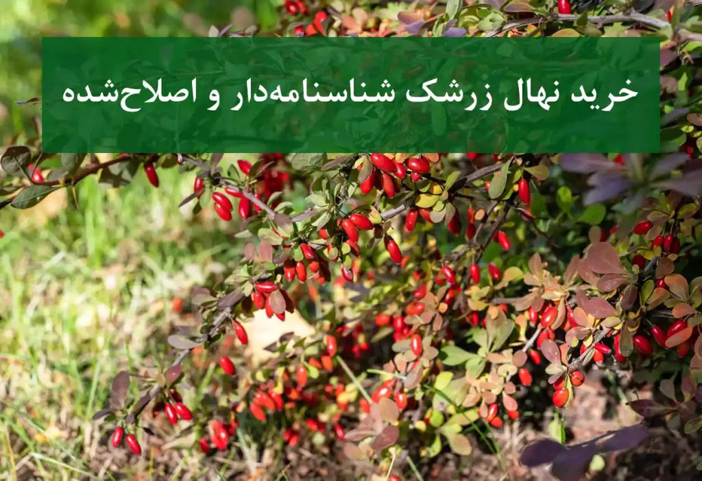خرید نهال زرشک در کرج + نهال زرشک پیوندی و پربار