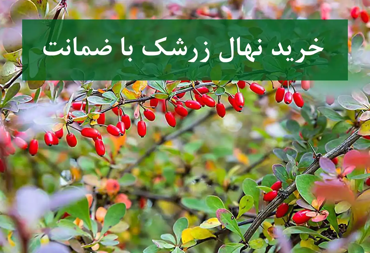 خرید نهال زرشک در کرج + نهال زرشک پیوندی و پربار