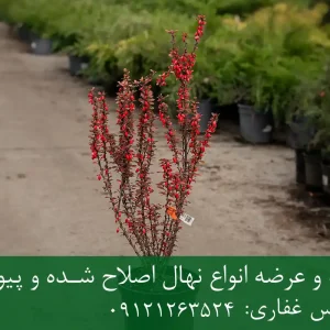 خرید نهال زرشک شناسنامه دار گلدانی + نهال سالم و پربار
