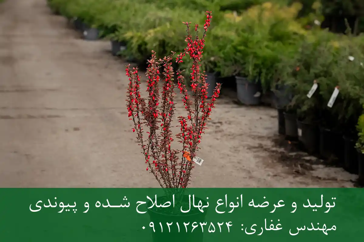 خرید نهال زرشک شناسنامه دار گلدانی + نهال سالم و پربار خرید نهال زرشک شناسنامه دار گلدانی + نهال سالم و پربار