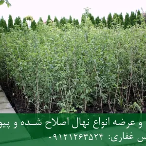 خرید نهال زغال اخته پیوندی گلدانی + نهال سالم و پربار