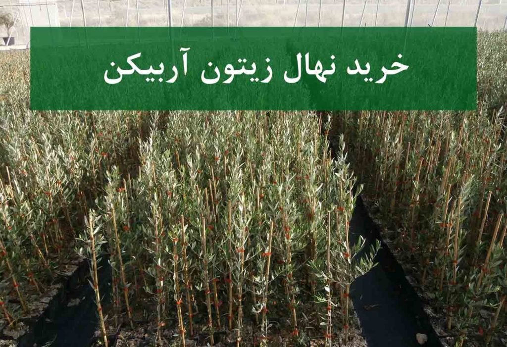 خرید نهال زیتون آربیکن + نهال سالم و پربار