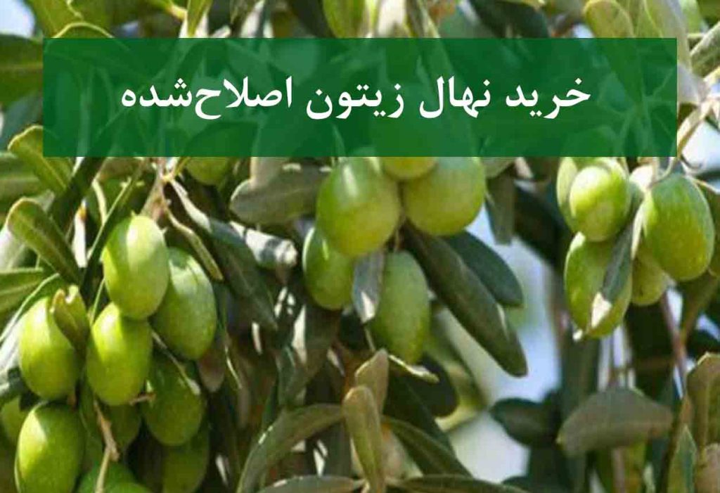 خرید نهال زیتون اصلاح شده + نهال سالم و پربار