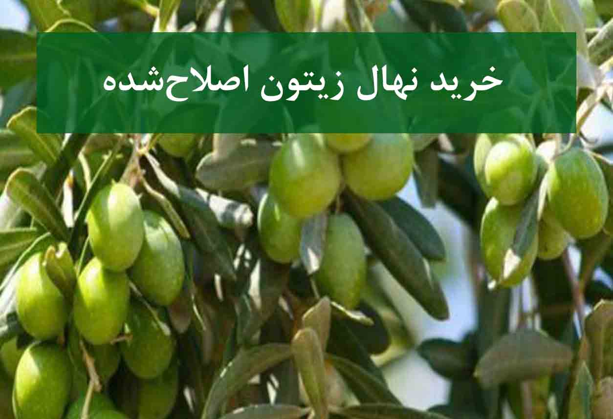 خرید نهال زیتون اصلاح شده + نهال سالم و پربار