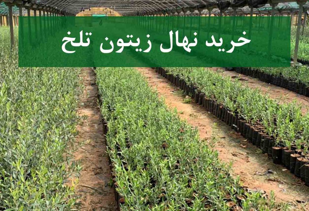 خرید نهال زیتون تلخ + نهال سالم و باکیفیت
