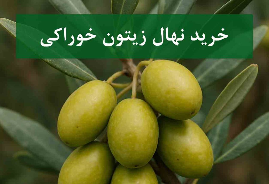 خرید نهال زیتون خوراکی + نهال سالم و پربار