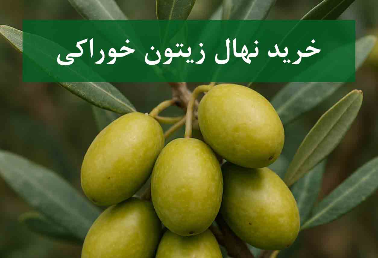 خرید نهال زیتون خوراکی + نهال سالم و پربار