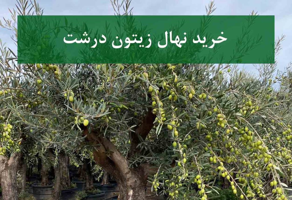 خرید نهال زیتون درشت + نهال سالم و پربار