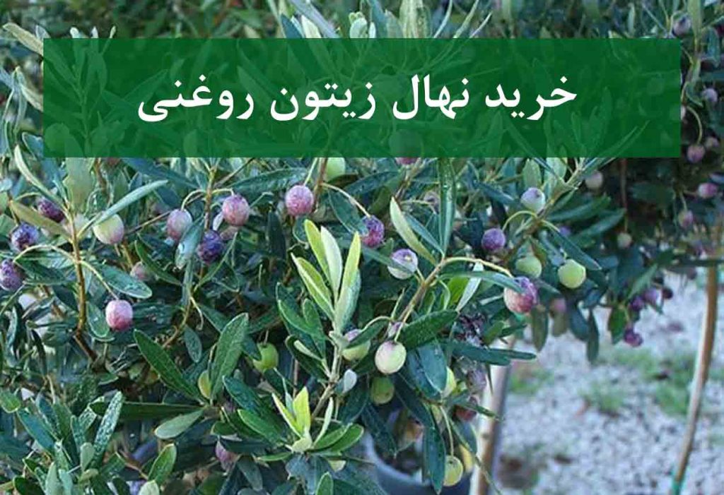 خرید نهال زیتون روغنی + نهال سالم و پربار