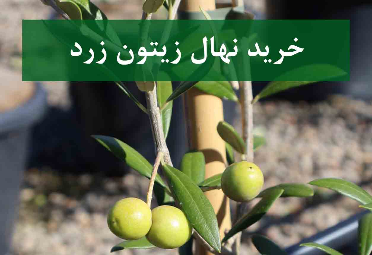 خرید نهال زیتون زرد + نهال سالم و پربار