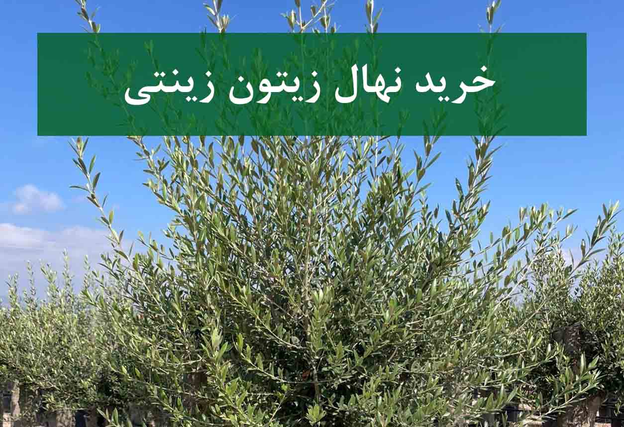 خرید نهال زیتون زینتی + نهال سالم و زیبا