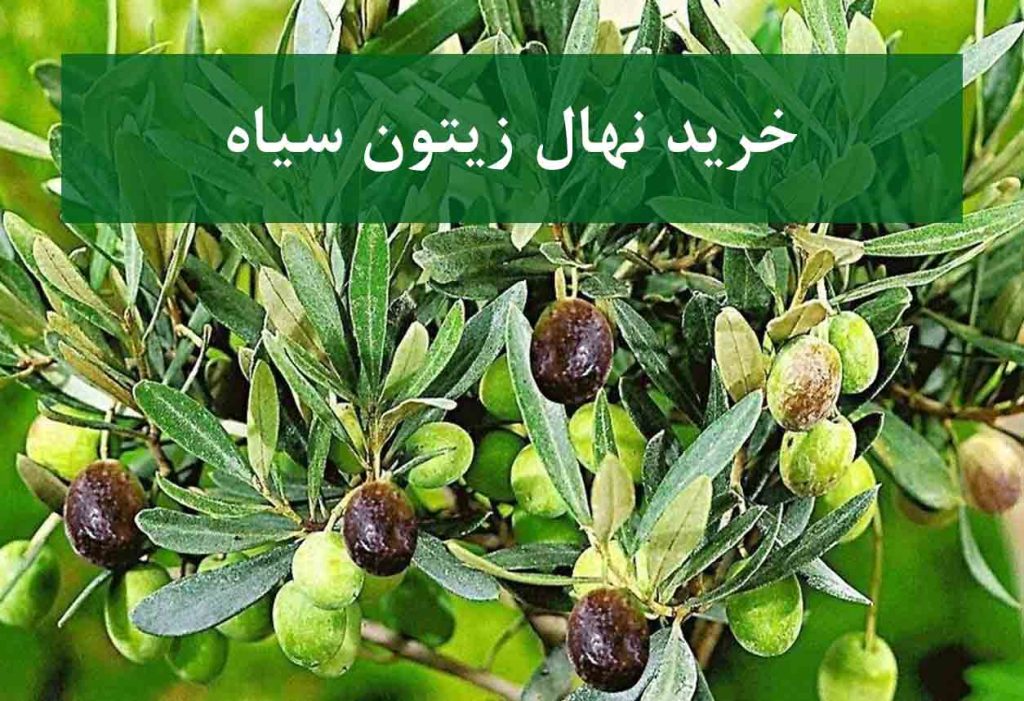 خرید نهال زیتون سیاه + نهال سالم و پربار