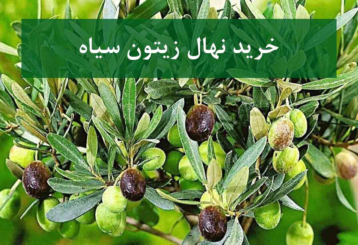 خرید نهال زیتون سیاه + نهال سالم و پربار