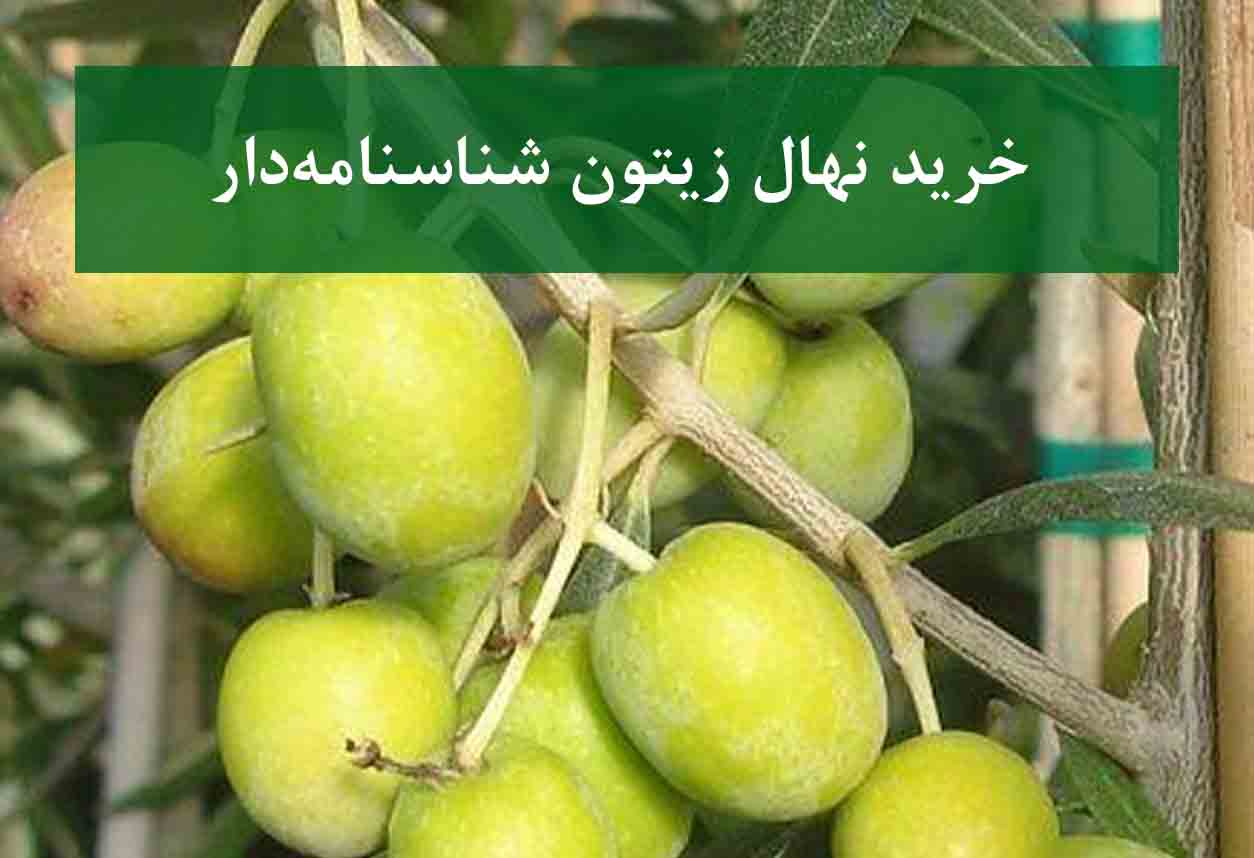 خرید نهال زیتون شناسنامه دار + نهال سالم و پربار