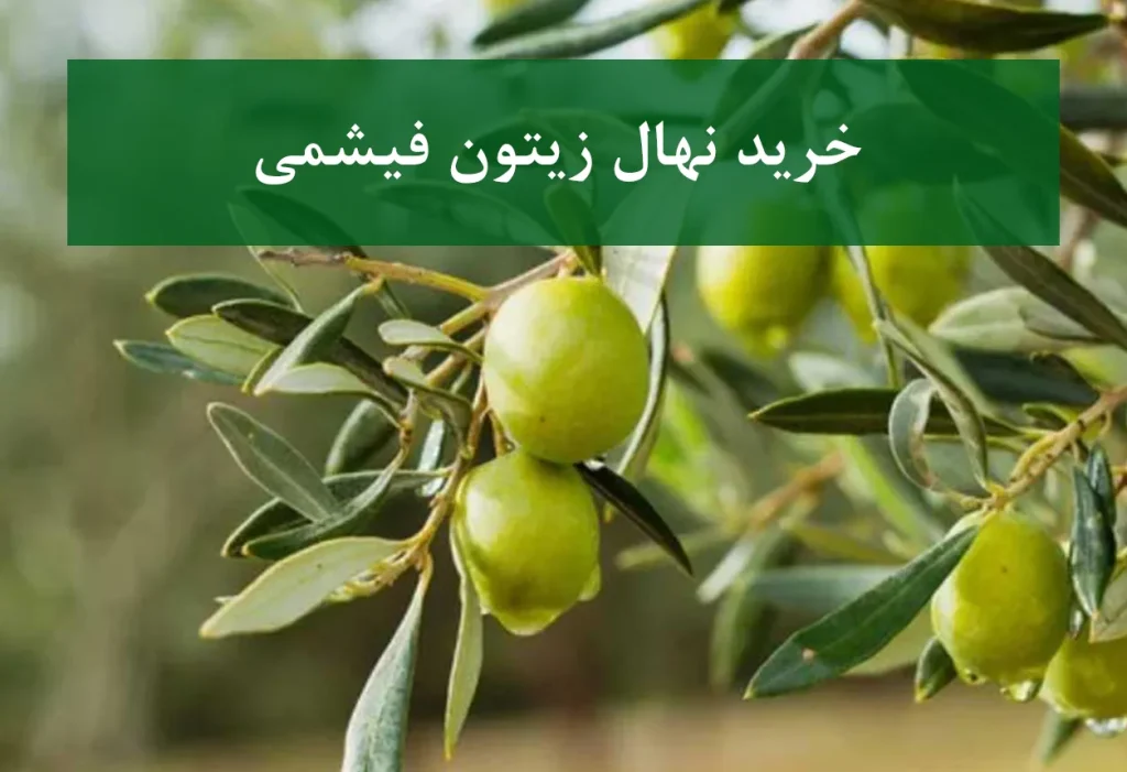 خرید نهال زیتون فیشمی + نهال سالم و پربار