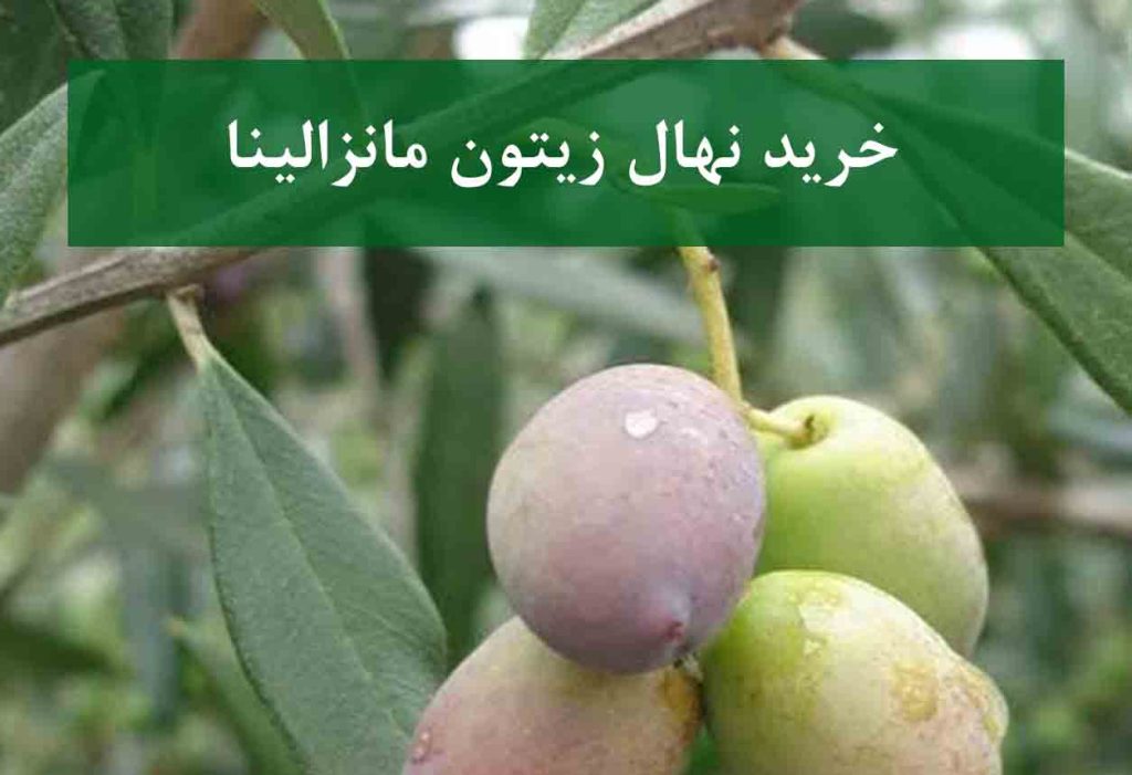 خرید نهال زیتون مانزالینا + نهال سالم و پربار