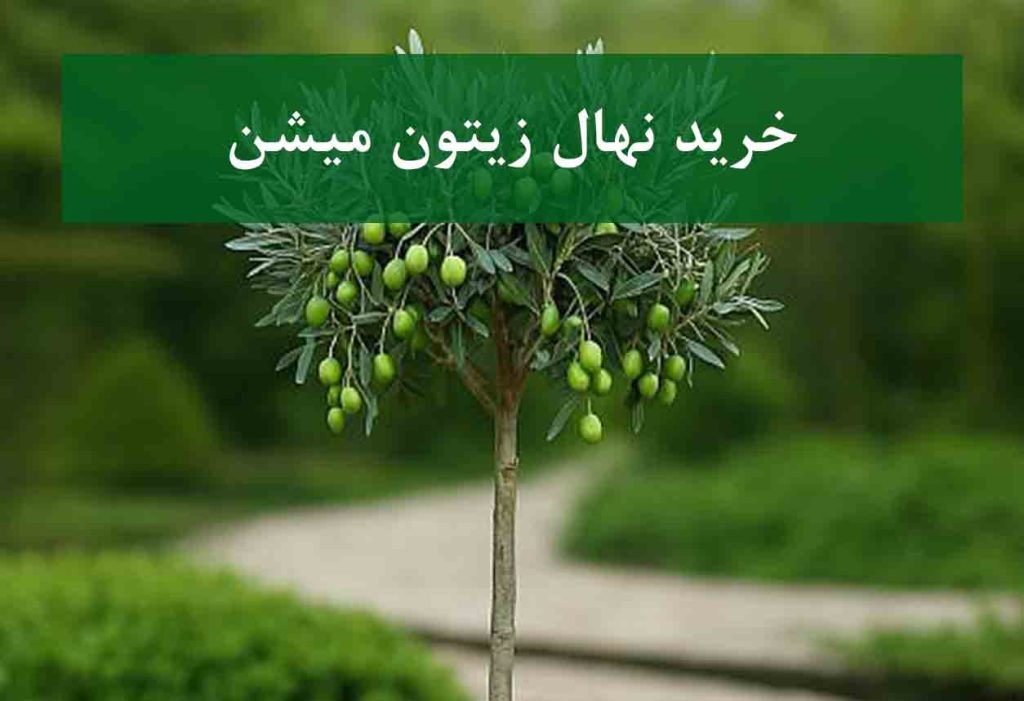 خرید نهال زیتون میشن + نهال سالم و پربار