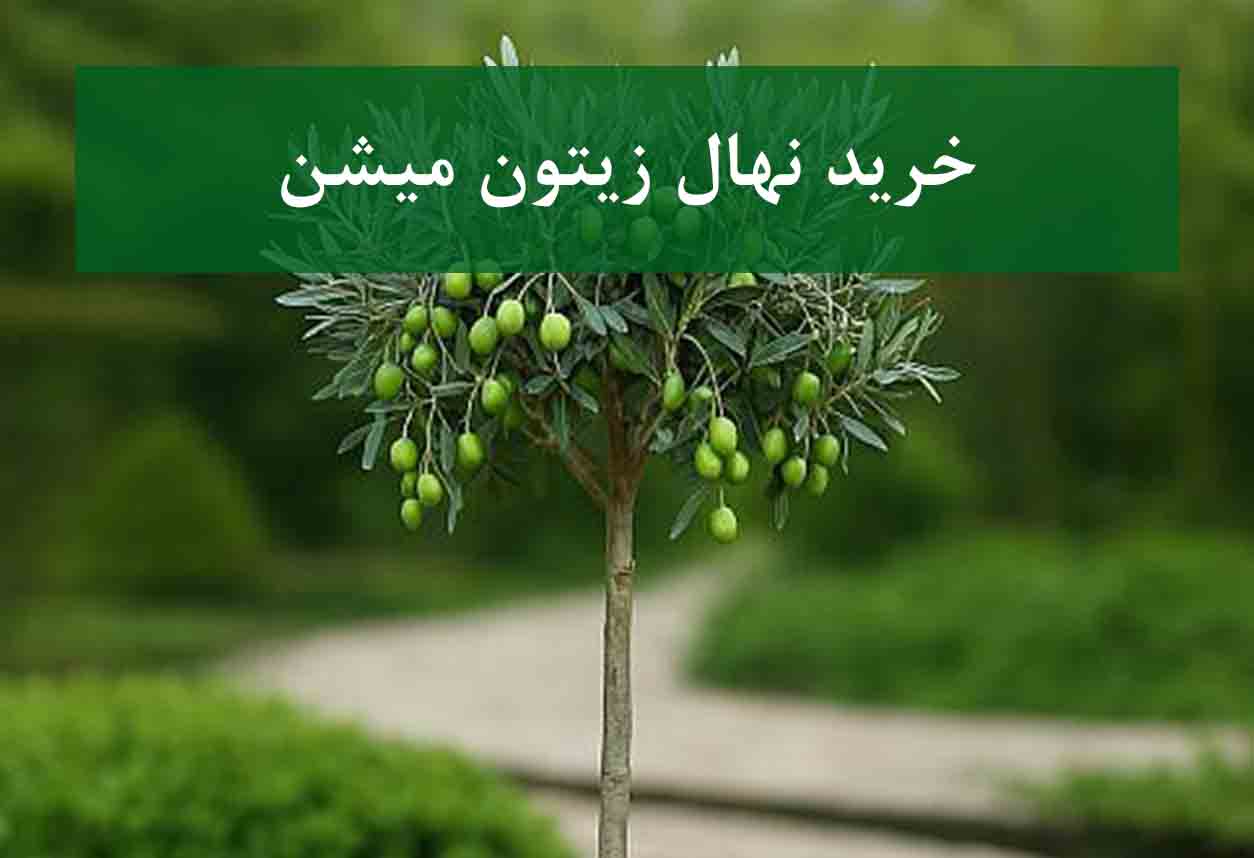 خرید نهال زیتون میشن + نهال سالم و پربار